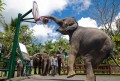 elephant park tour