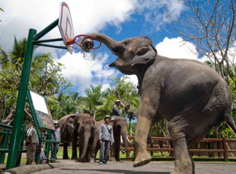 elephant park tour