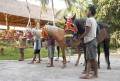 bali horse riding
