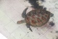 hi-popular-glassbottom-turtle