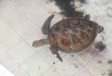 hi-popular-glassbottom-turtle