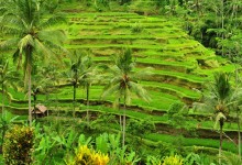 3 Major Rice Terrace
